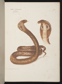 インドの毒蛇類』 | 慶應義塾大学メディアセンター デジタル